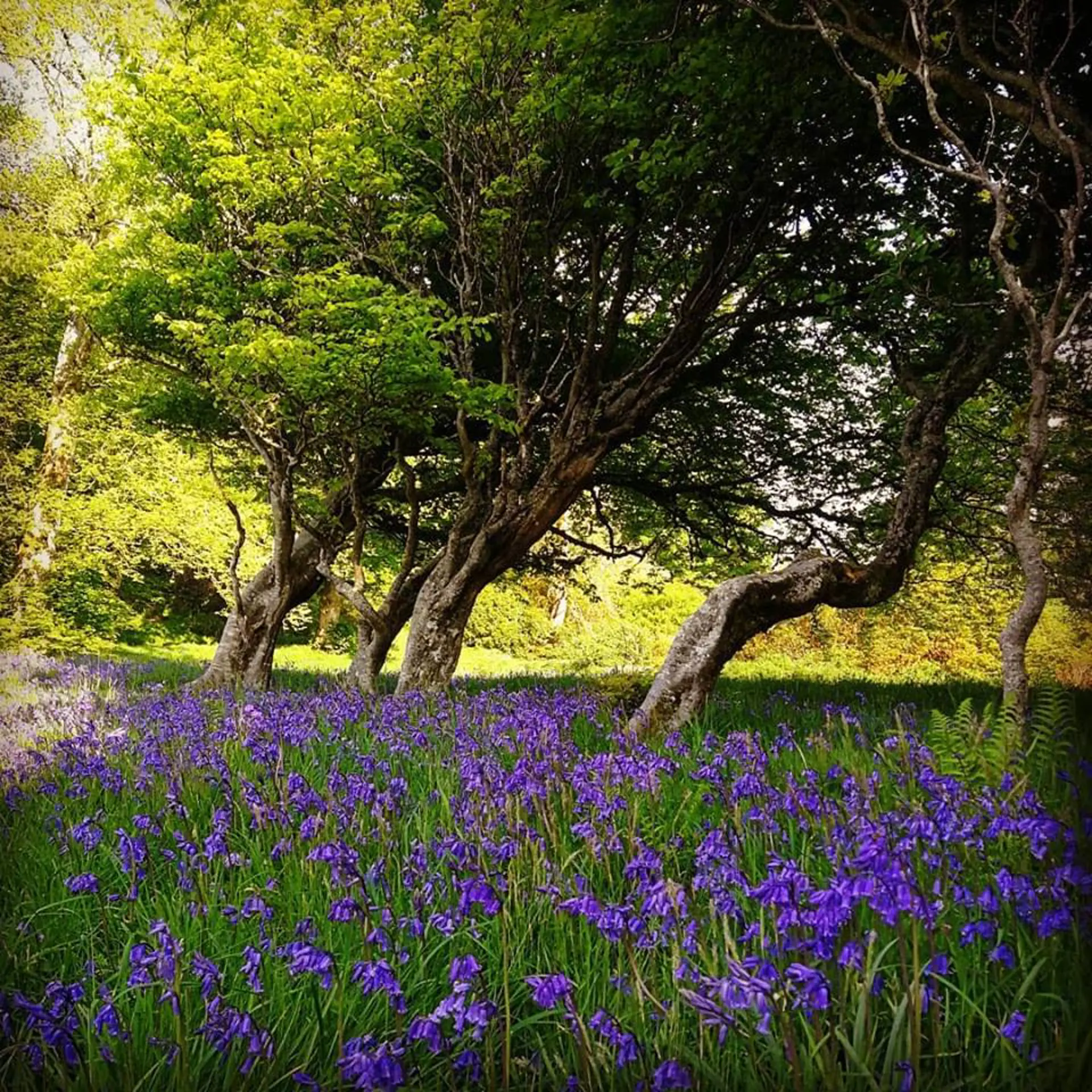 Bluebells And Trees