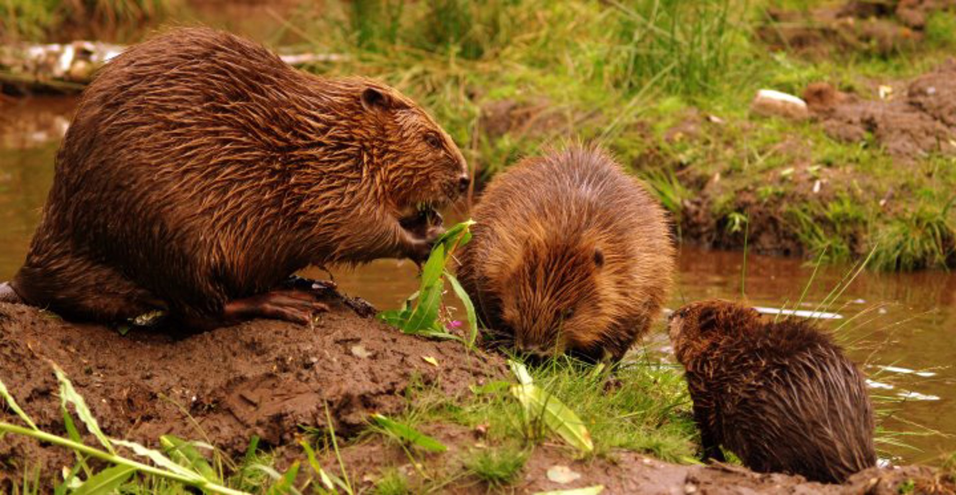 Background image - Knapdale Beavers
