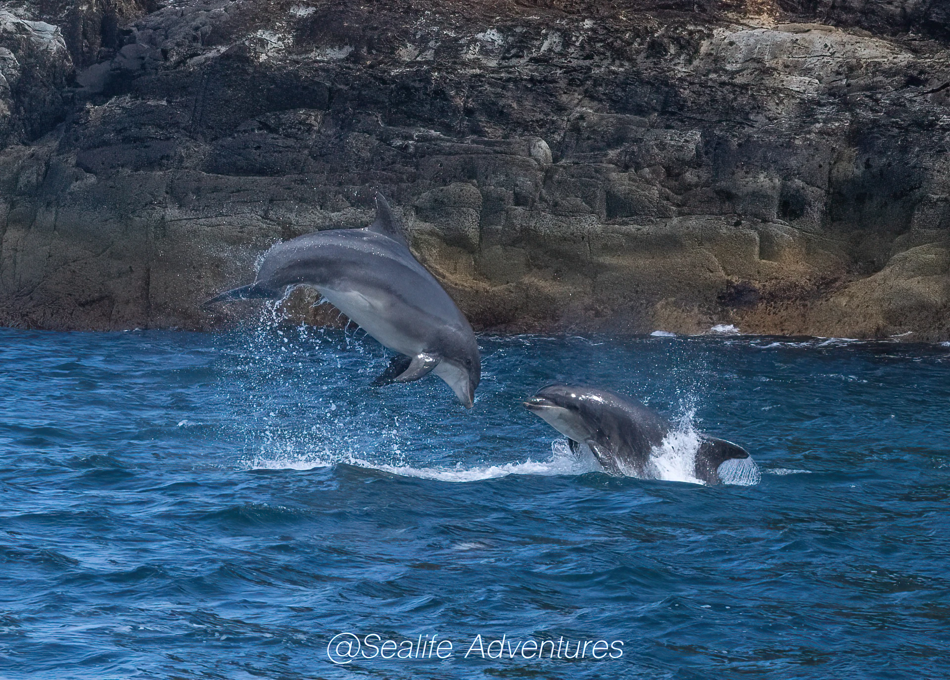 dolphins_dc22-sharpenai-focus.jpg