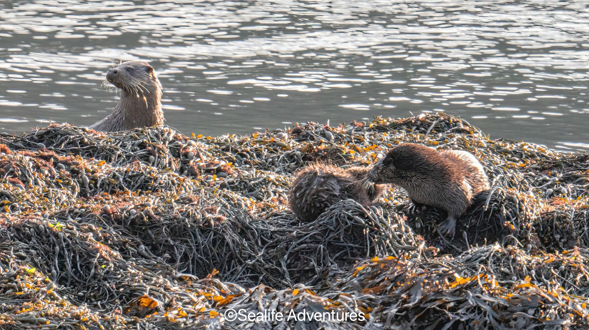 Background image - 3 Otters