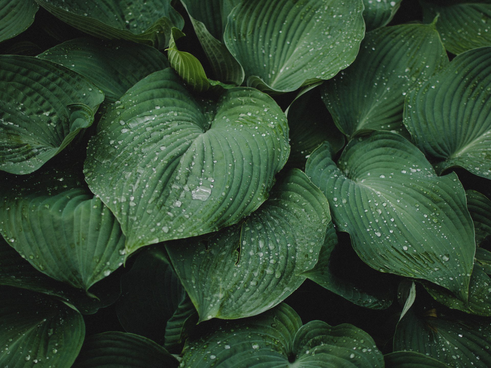Background image - Event image