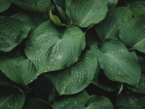 Background image - Event image