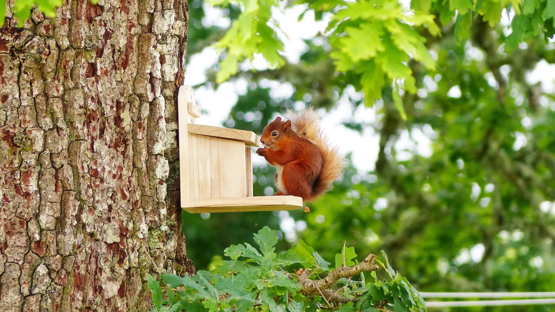 Red Squirrel At Feeder By Barn Stable Cottages 2