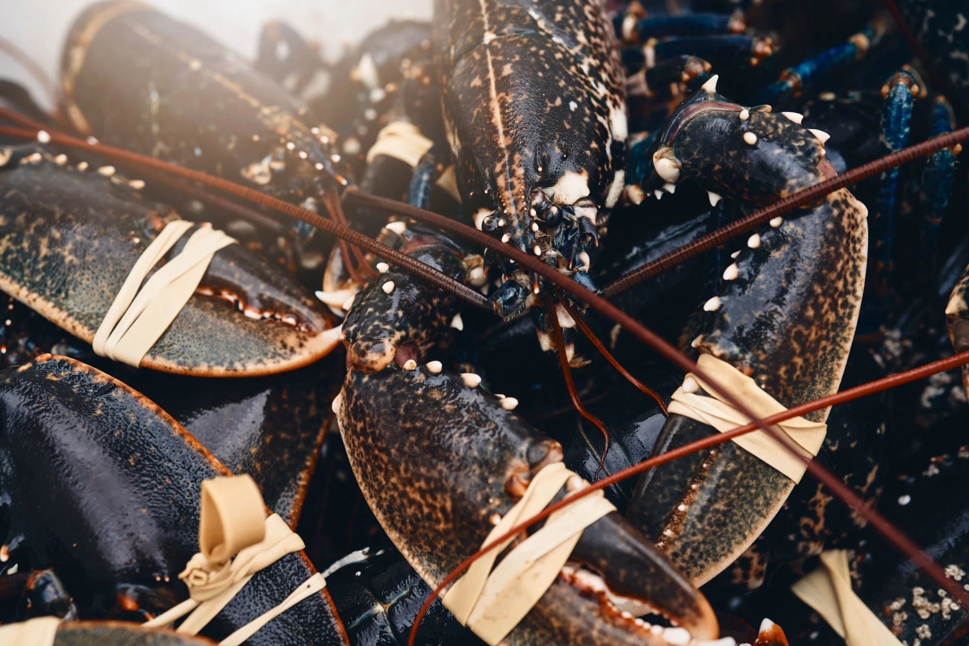 Islay Sea Adventures Lobster