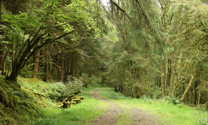 Loch Awe Pathway