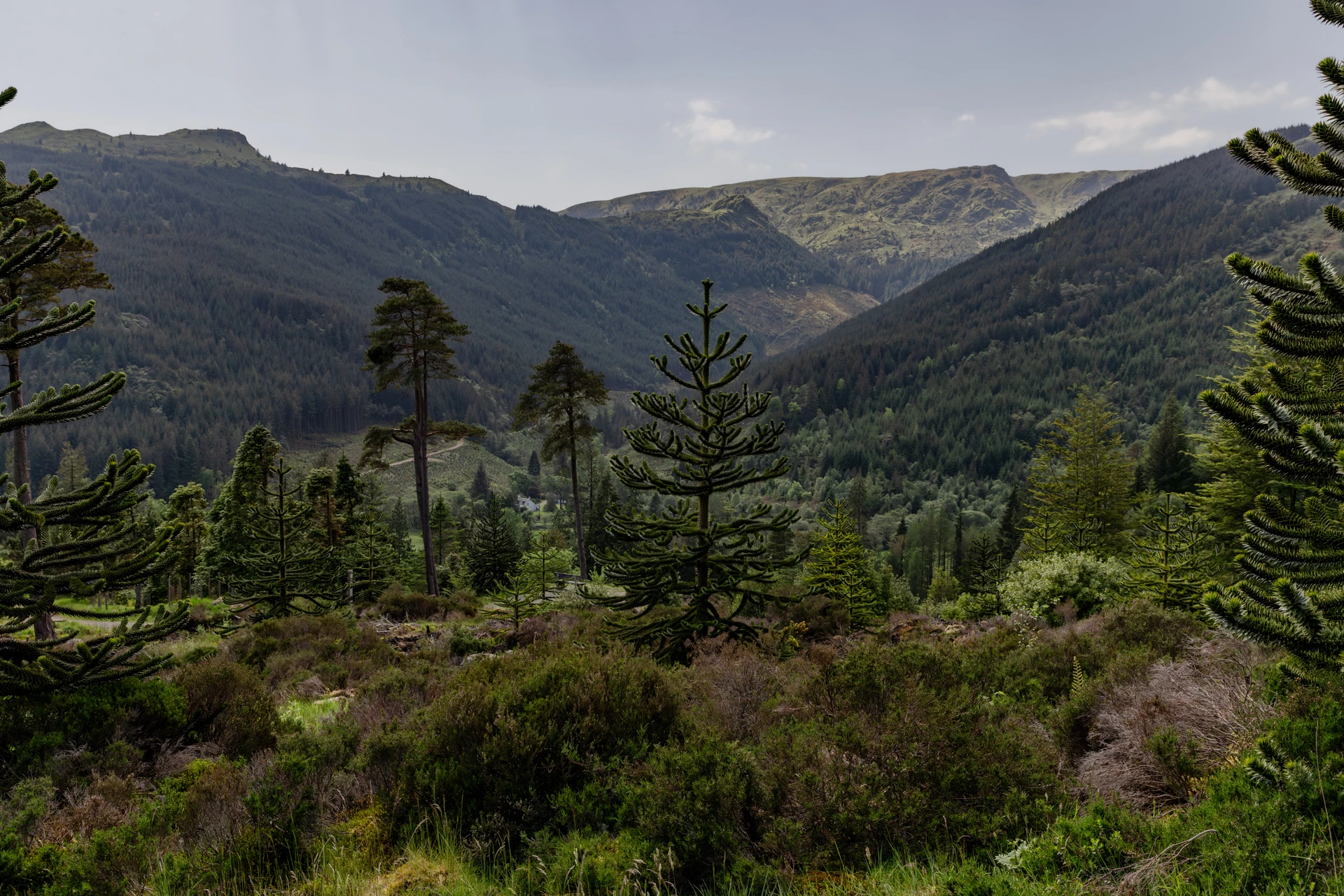 rs3604_ec_benmore_chilean_landscape_001.jpg