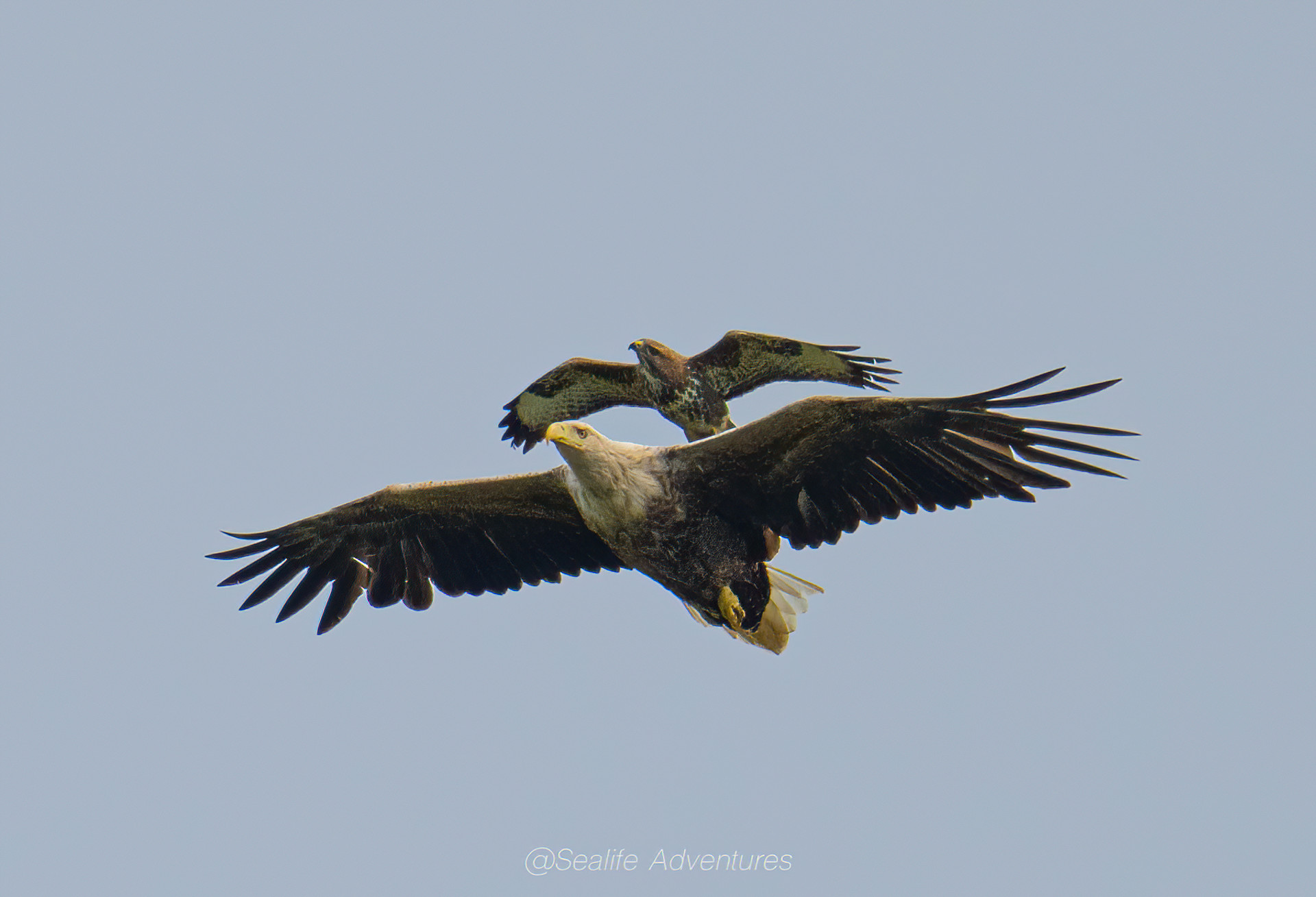 Background image - Eagle & Buzzard 1