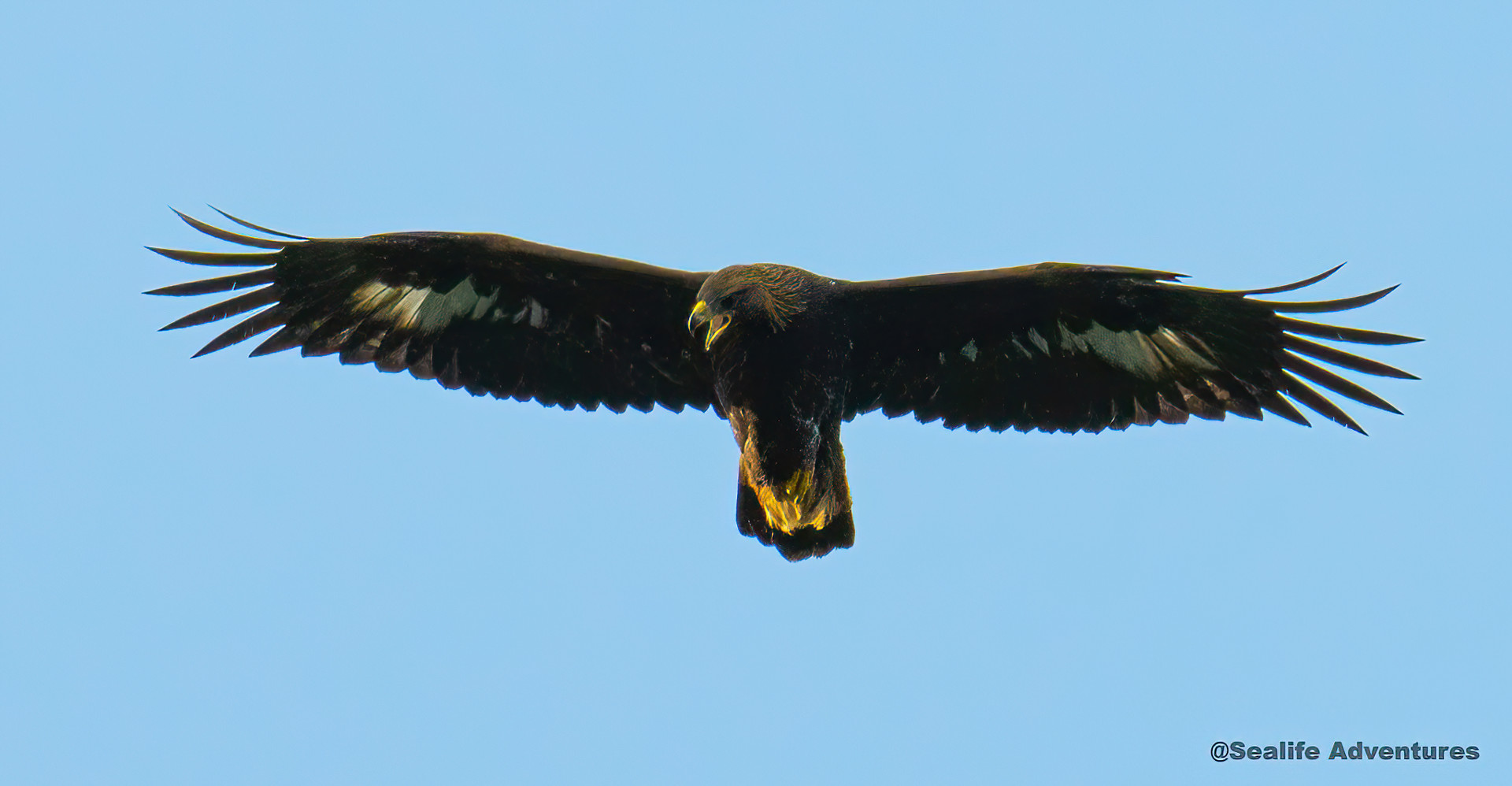 Background image - Golden Eagle 10