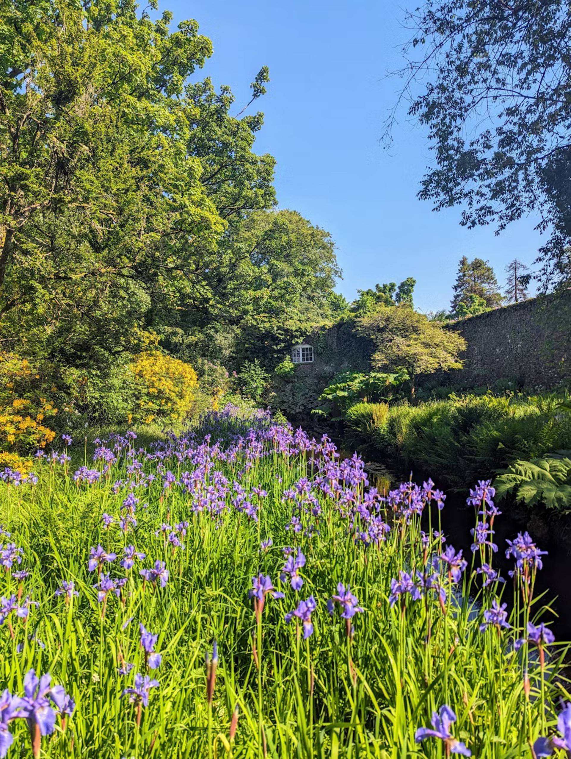 Background image - geilston_irises_2.jpeg.jpg
