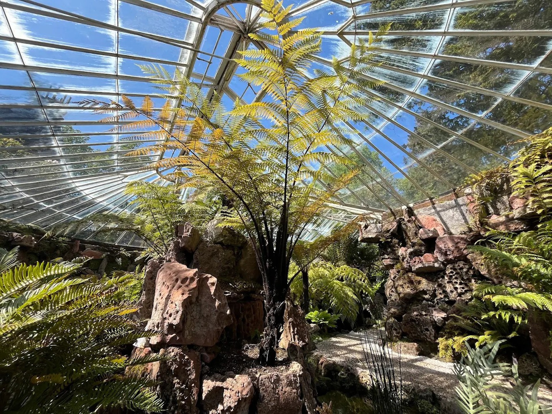 Background image - 20250801 AH Fernery Interior (1)