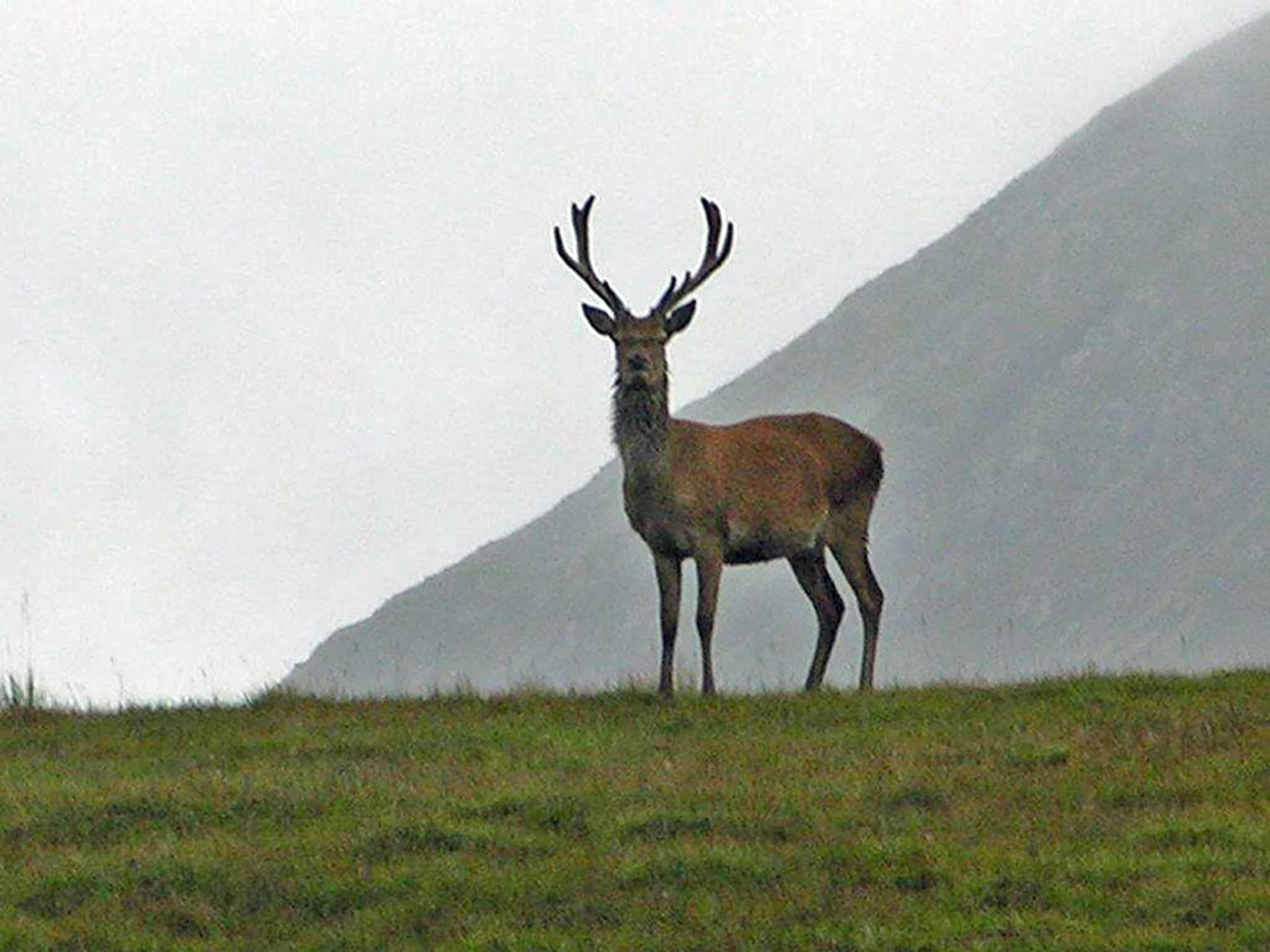 Stag