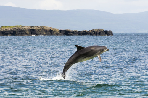 Basking Shark Scotland Wildlife Tours