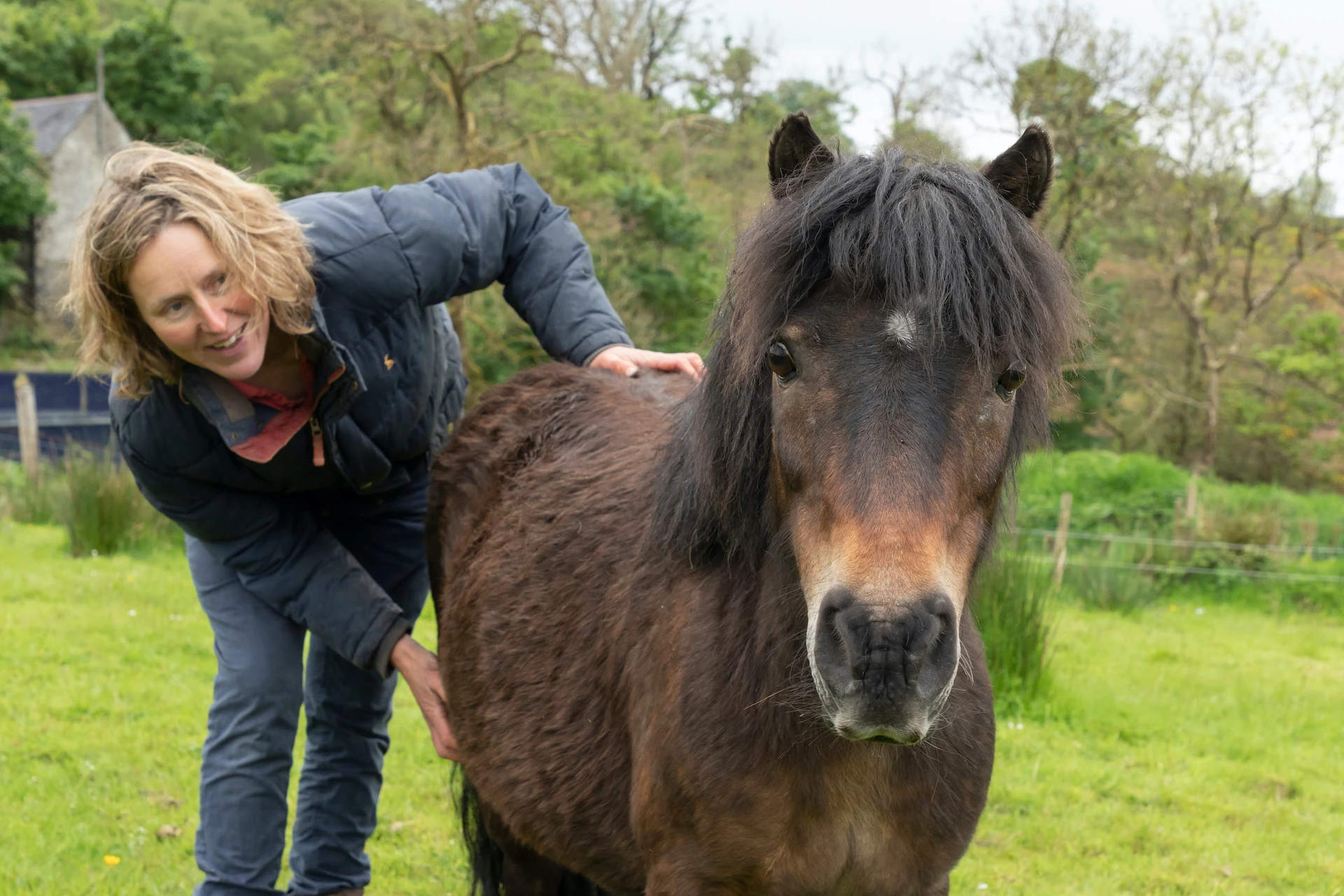 Fudge The Shetland Pony