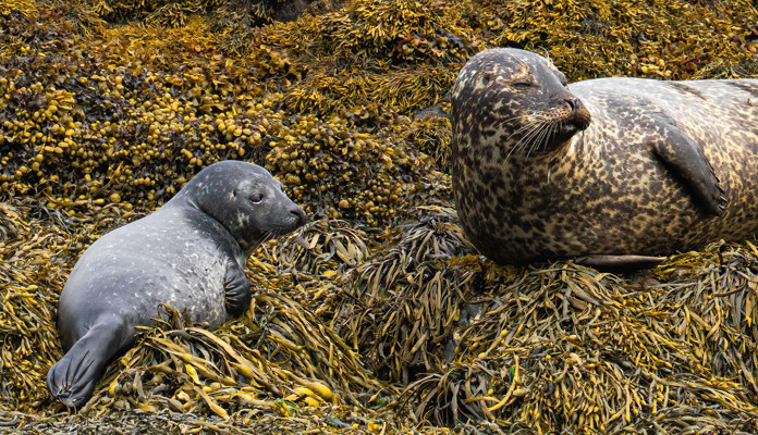 seal_pup_2___mum_1-sharpenai-motion.jpg