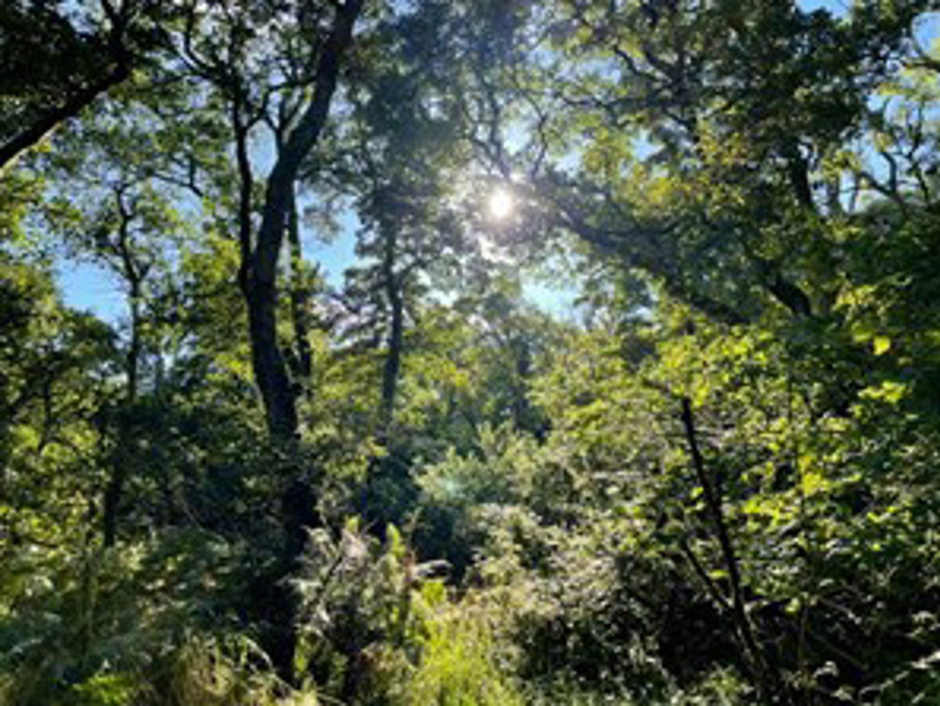 kintyre-forest-and-nature2.jpeg