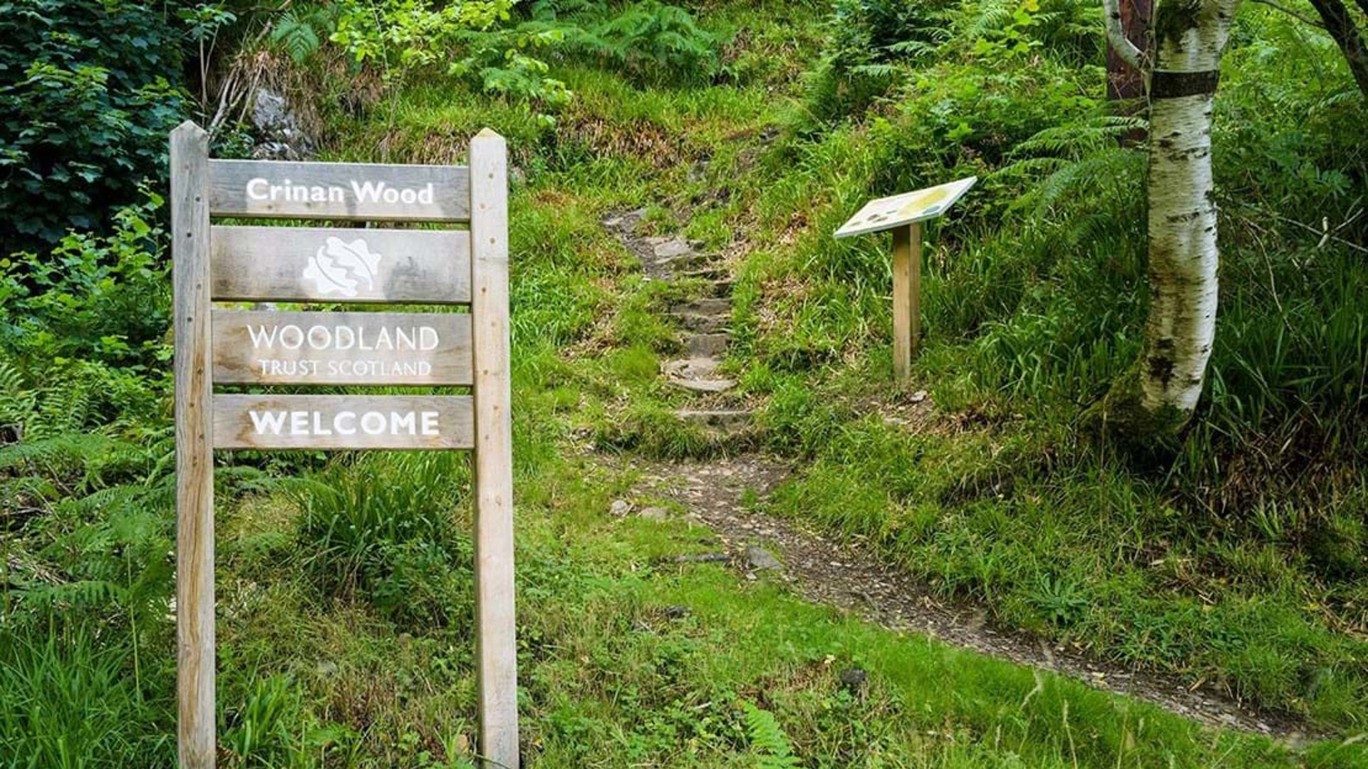 Background image - Crinan Wood By Niall Benvie : WTML