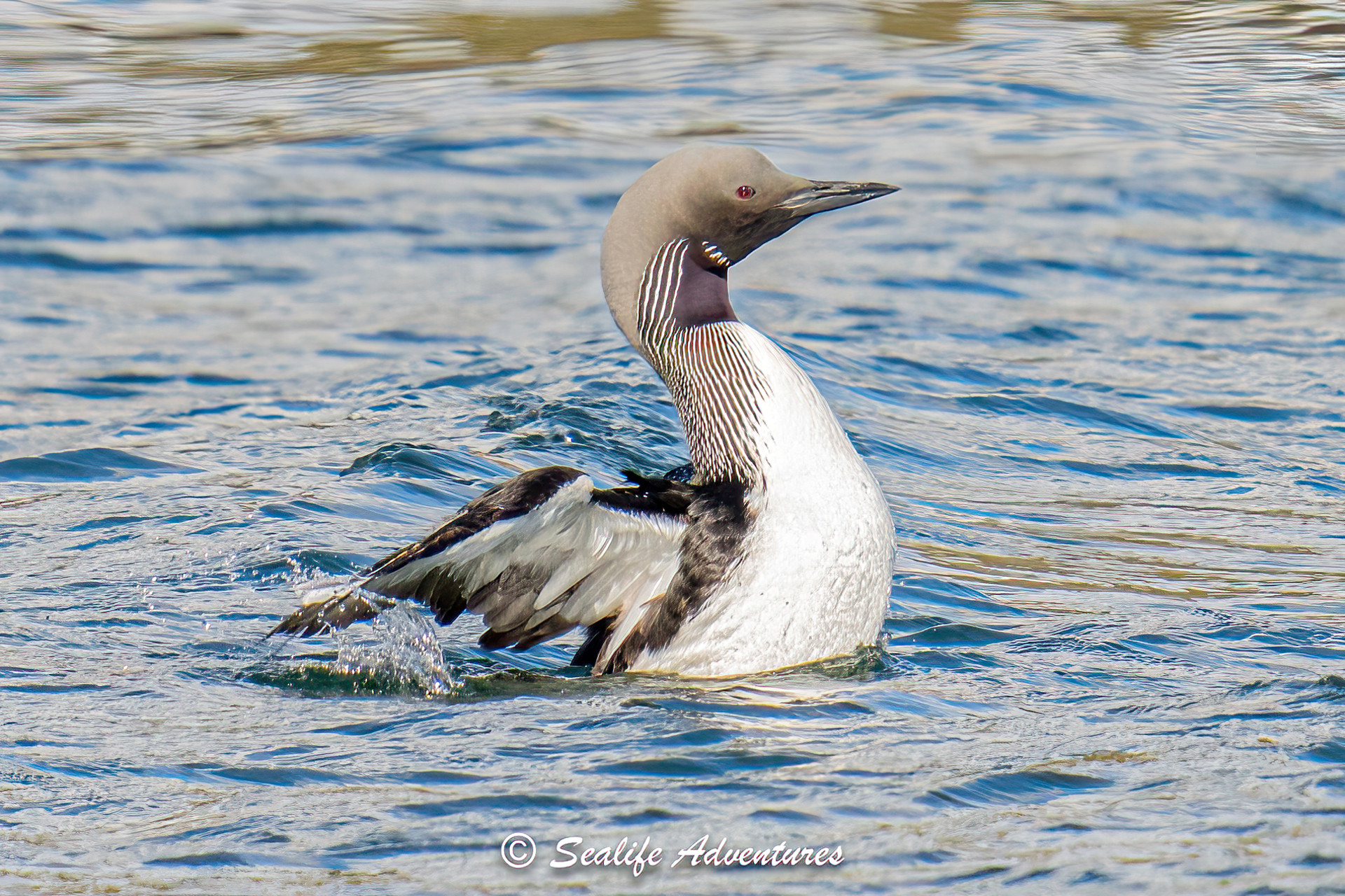 Black Throated Diver Bird