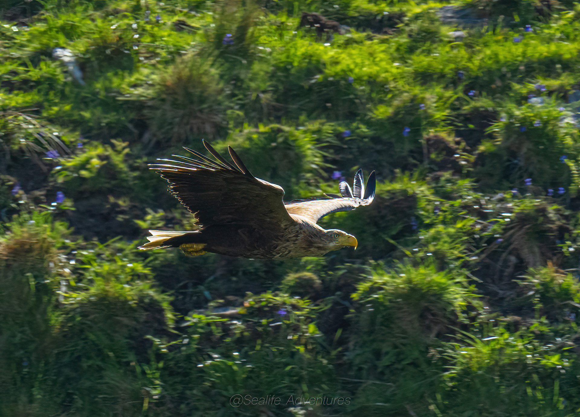 Background image - Eagle Against Green 1