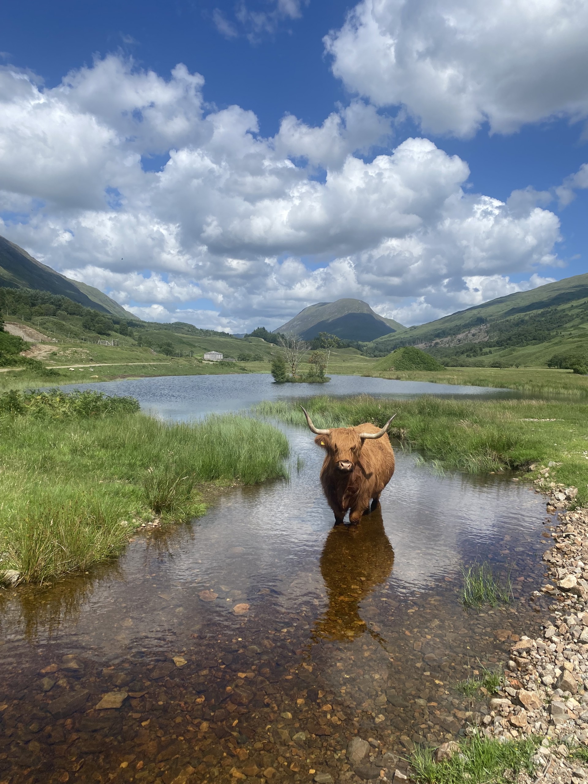 Background image - Highland Cows 1 Credit Jo Mclean