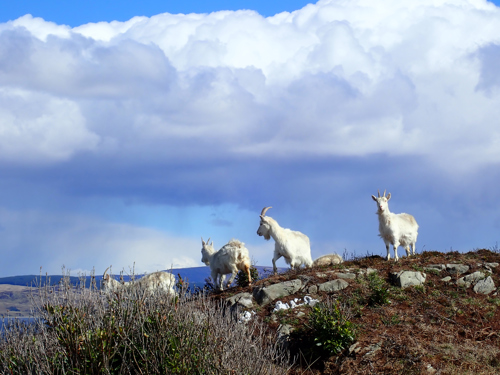 You might be lucky and spot the wild goats in Carradale.