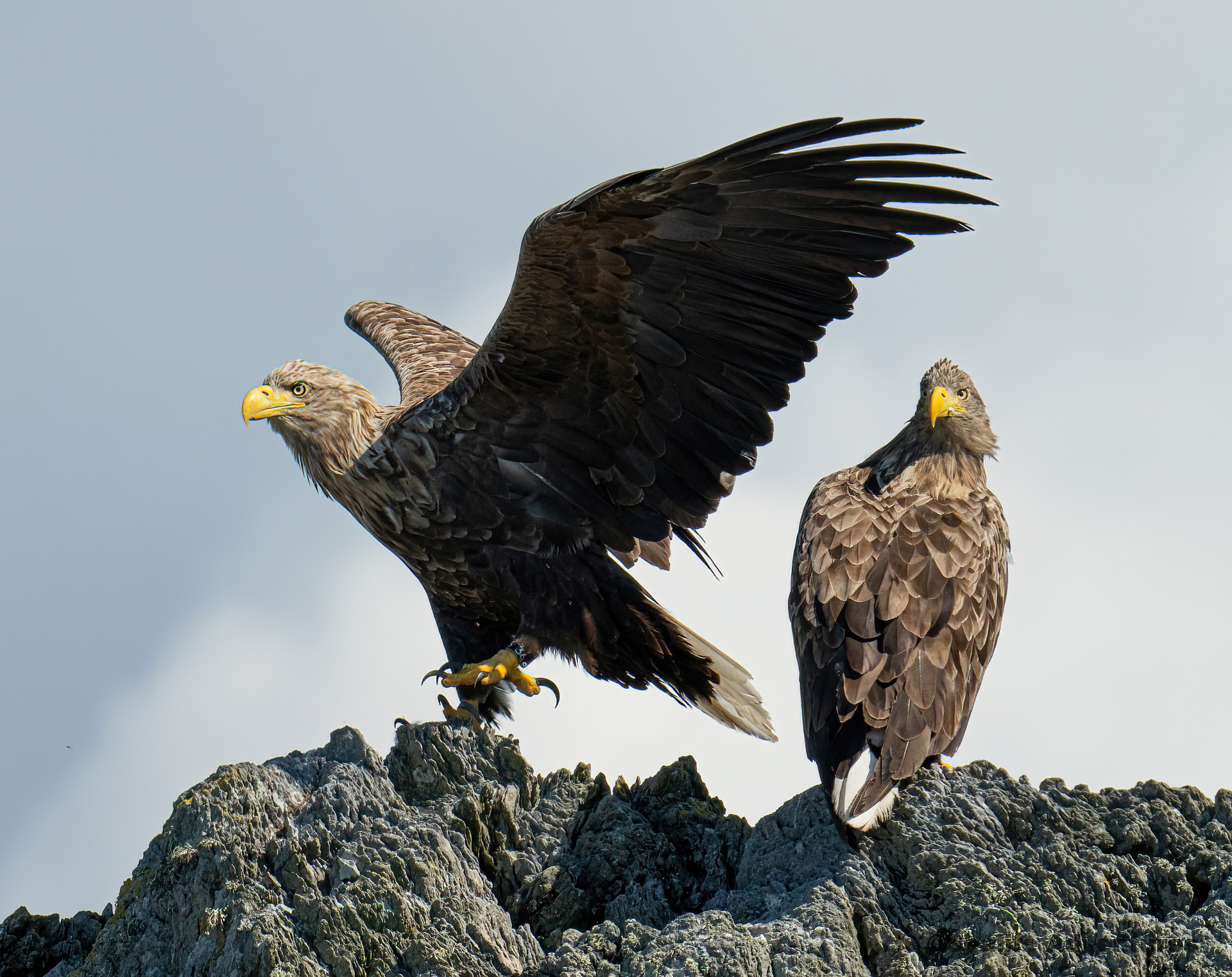 Background image - 2 White Tail Sea Eagle