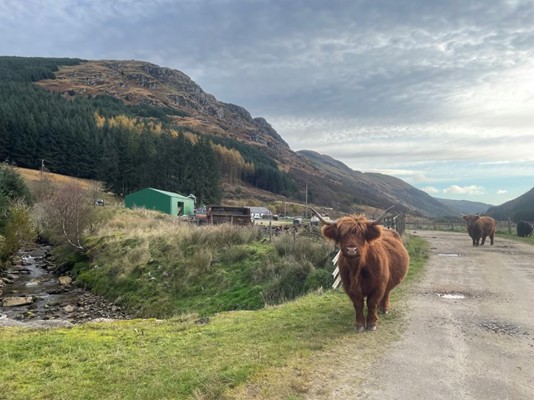 Cycling Cowal, Cow on Road