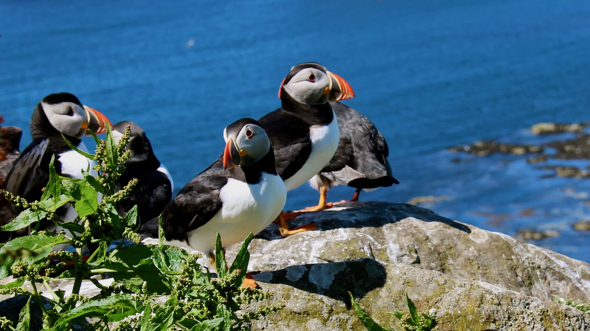 puffin_family__treshnish.jpeg