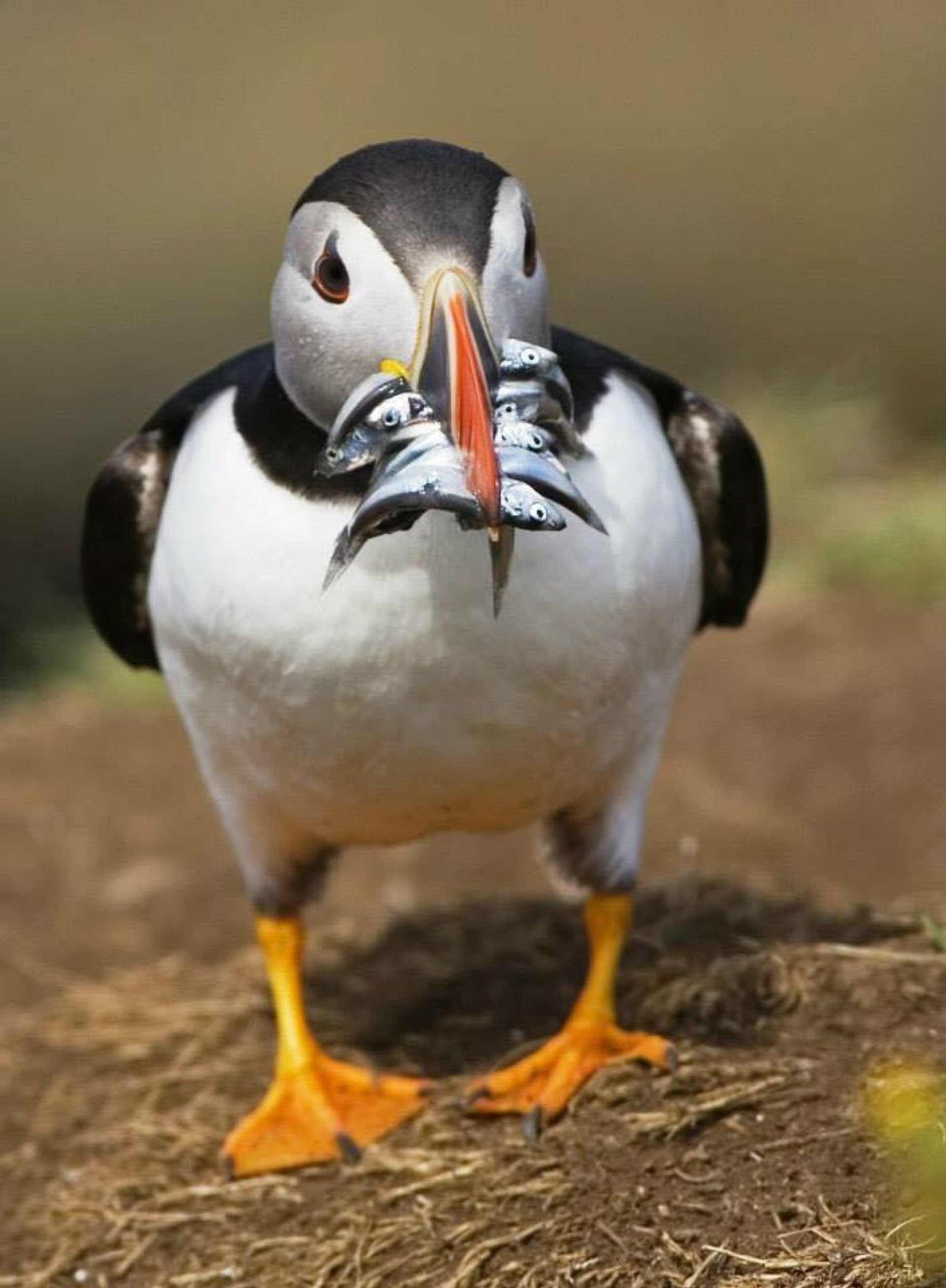 Background image - Puffin Turus Mara Portrait