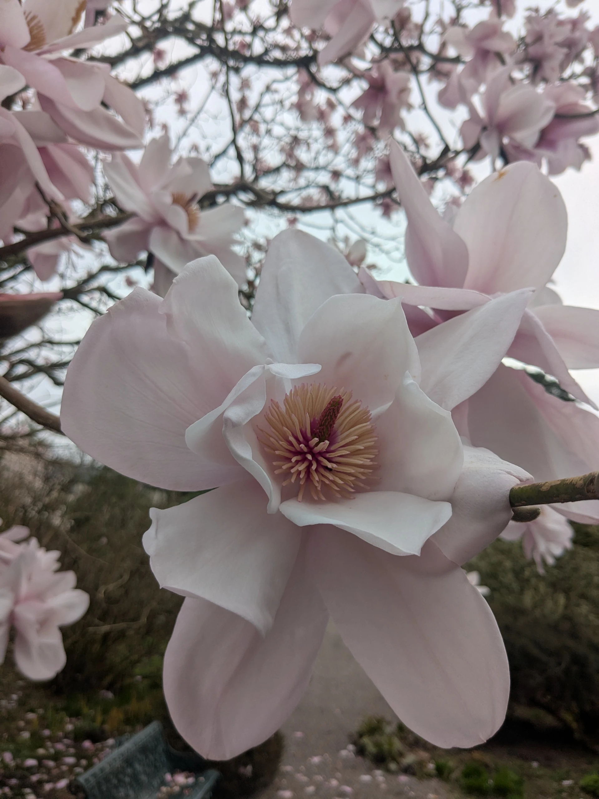 Magnolia