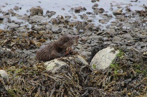 Otter on the shoreline on the Isle of Jura.