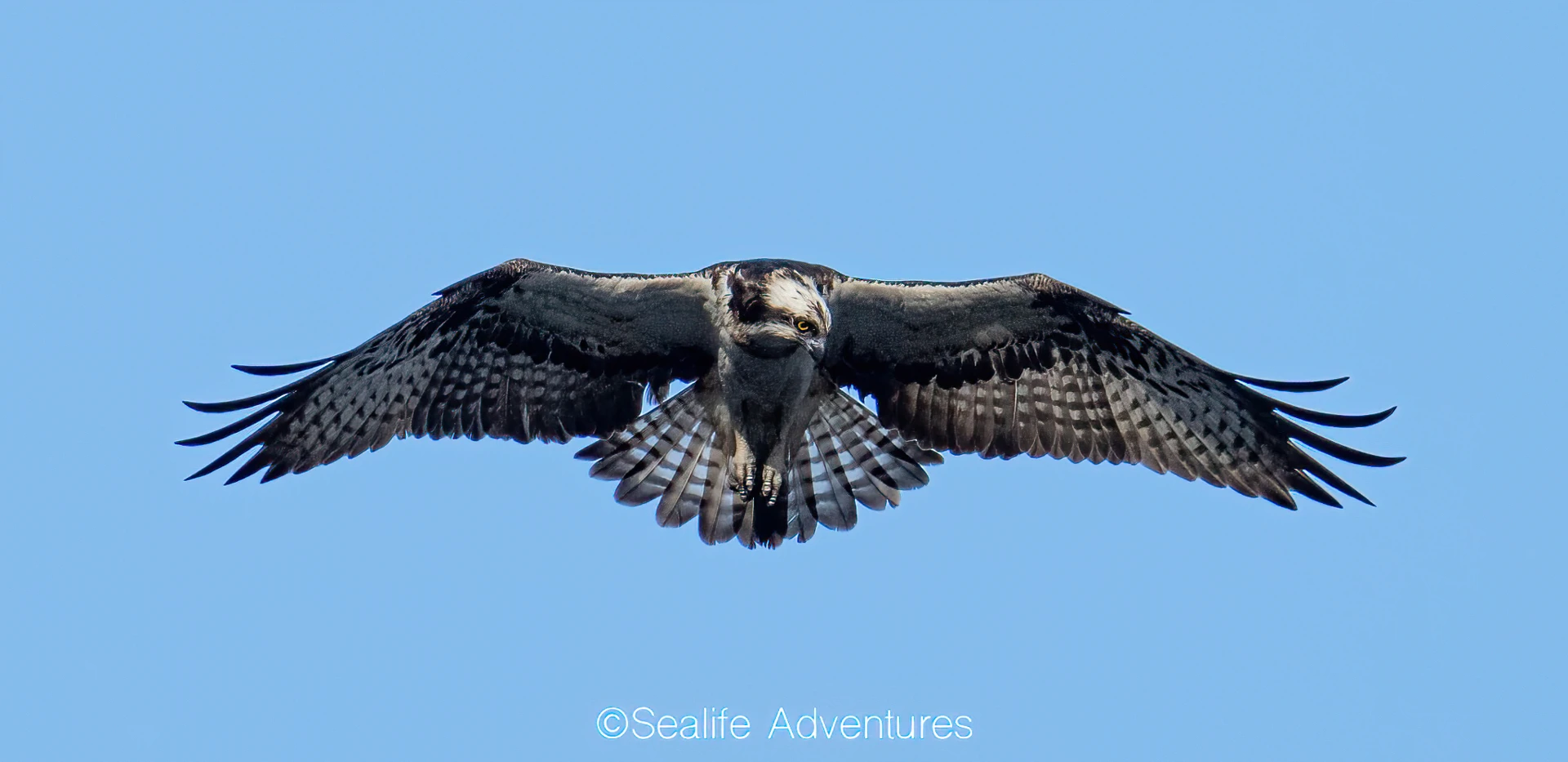 osprey_lf5_5_-sharpenai-focus.jpg