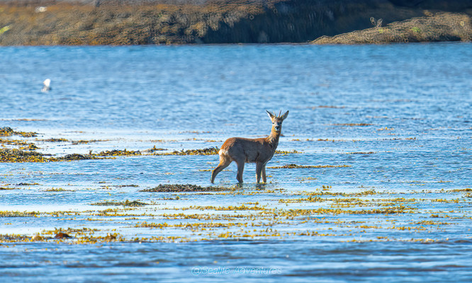 Row Deer Seil Sound