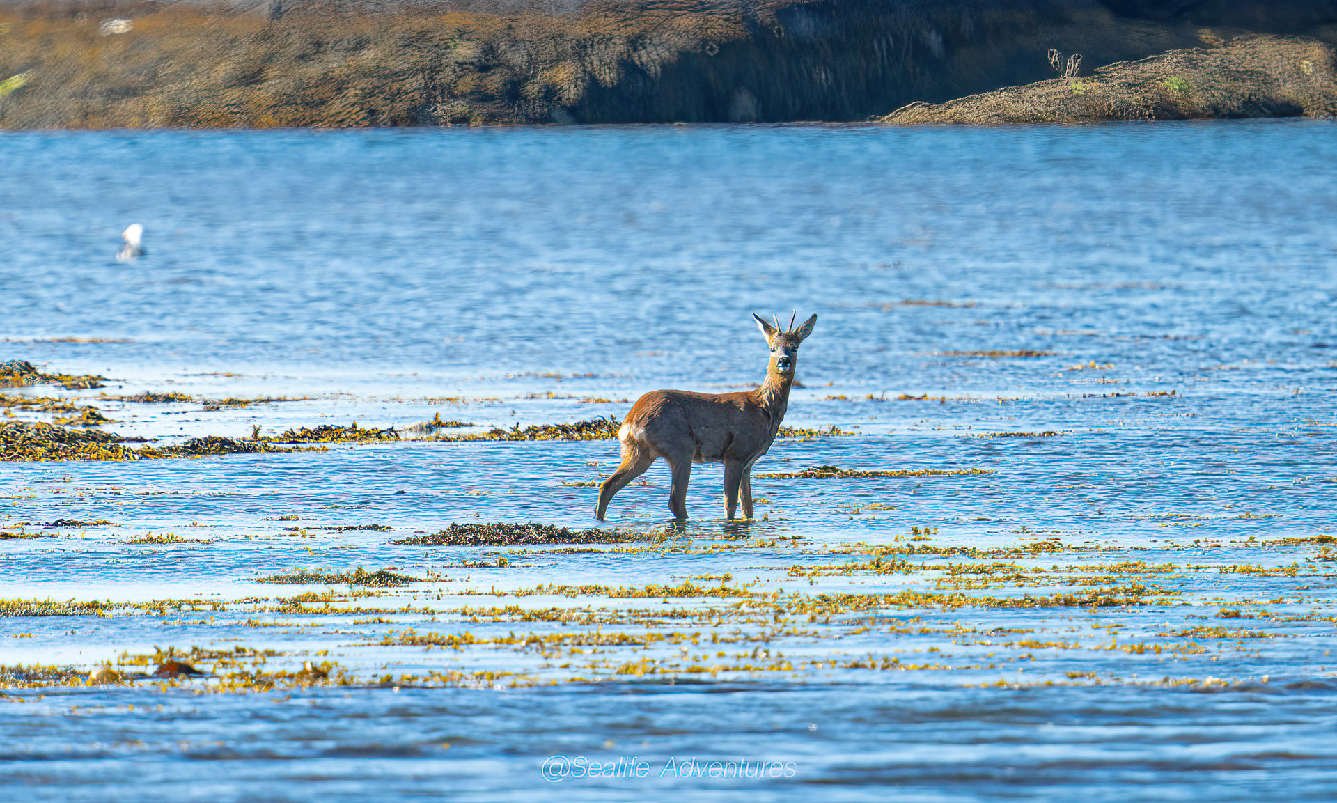 Background image - Row Deer Seil Sound
