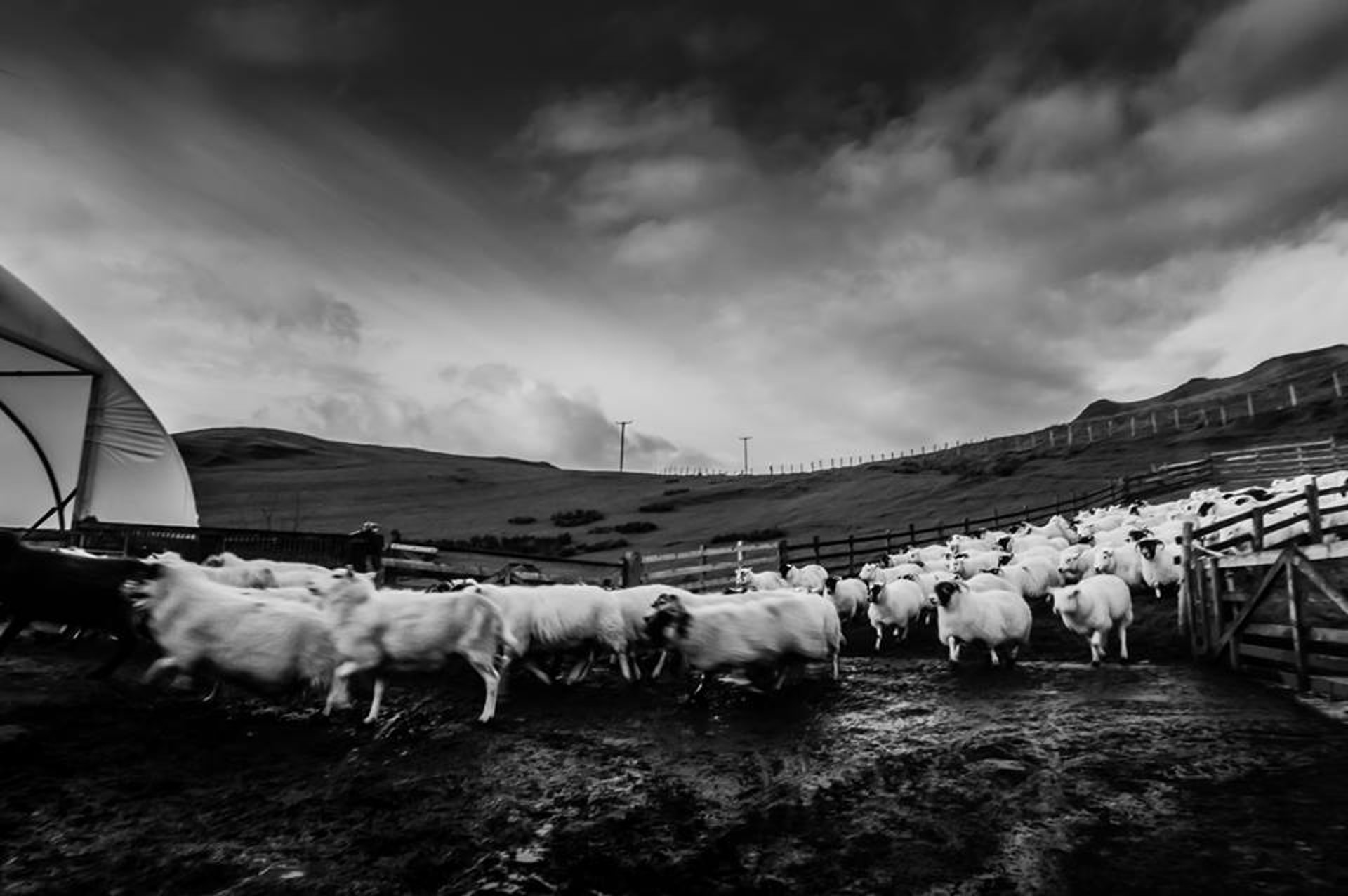 Background image - Balliemore Farm Banner