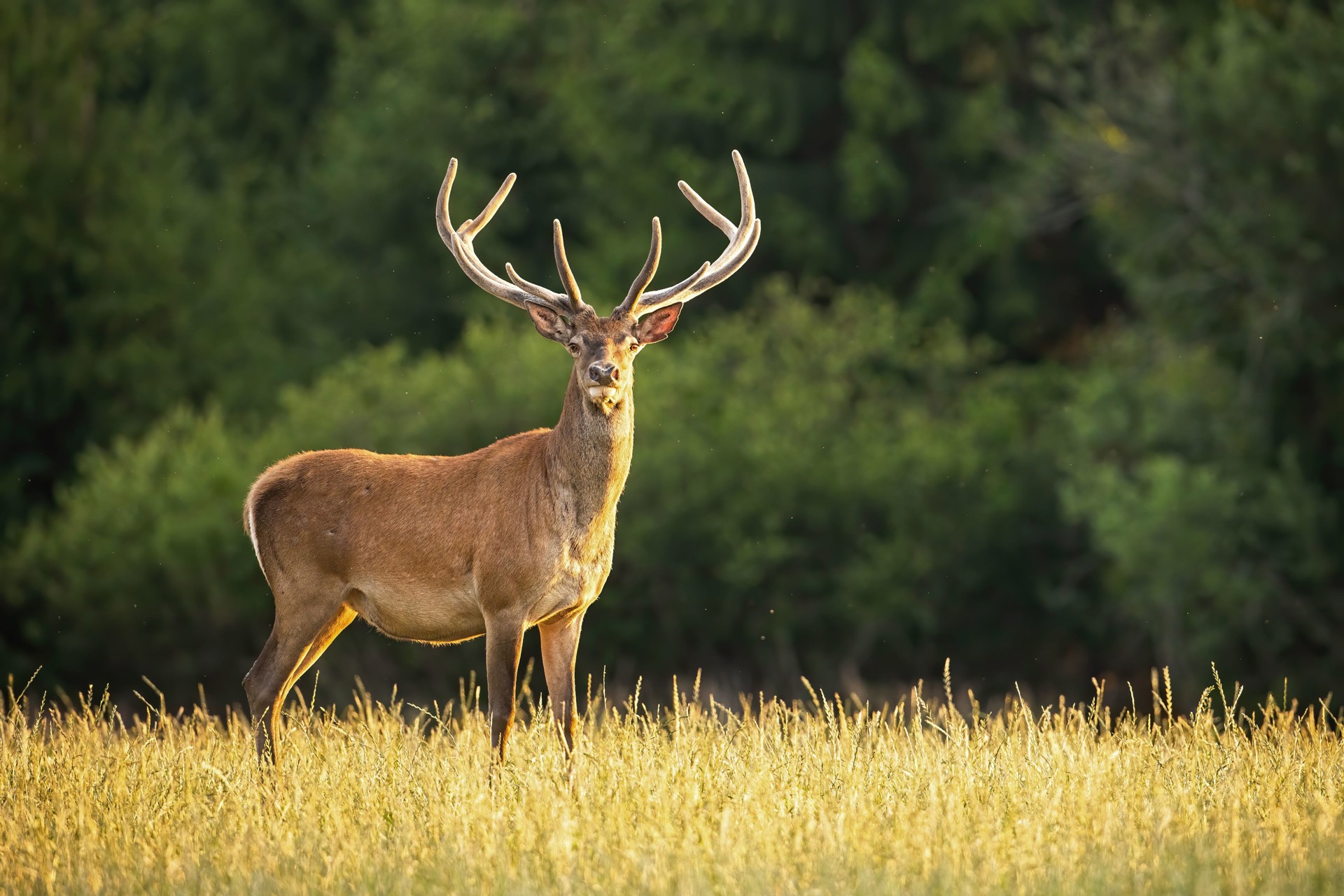 Deer wildlife in Woodland