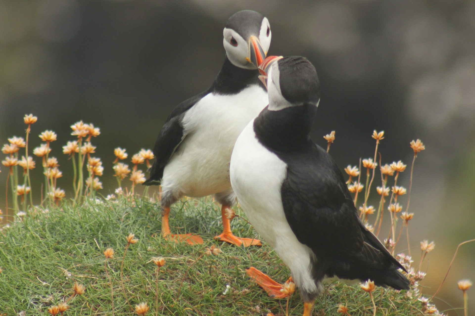 Background image - Isle of Staffa Puffins MKKCustomer Francesca Brown 2014 Comp.JPG