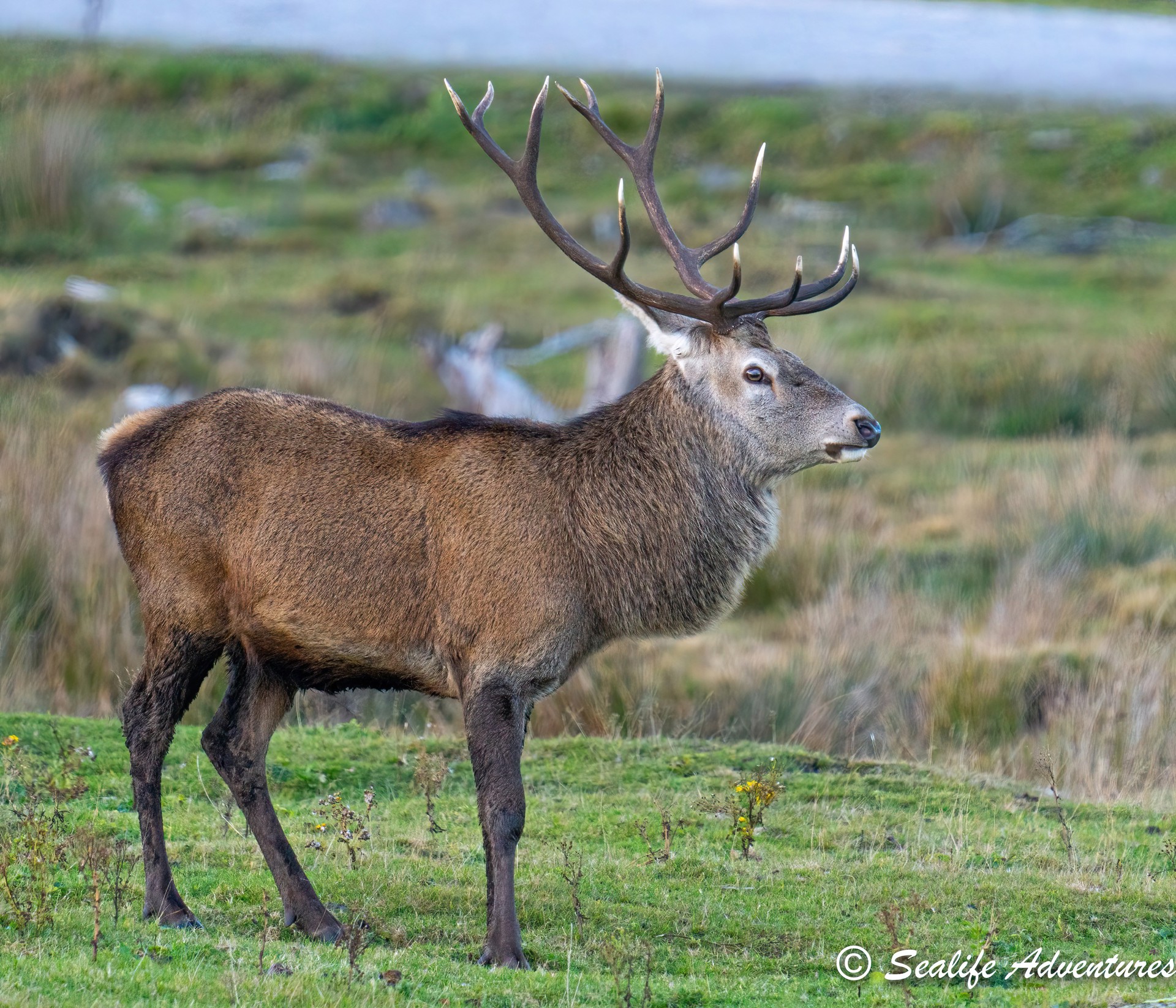 Background image - Red Deer Stag Wide Good