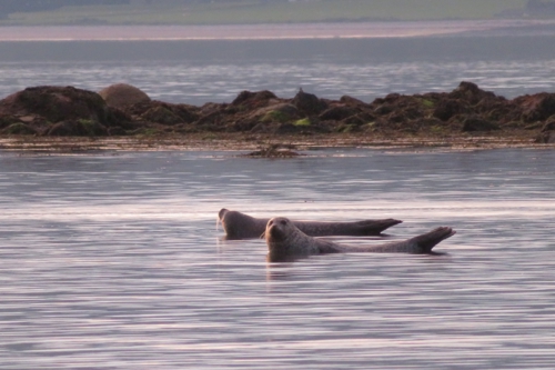 Seal up to say hello!