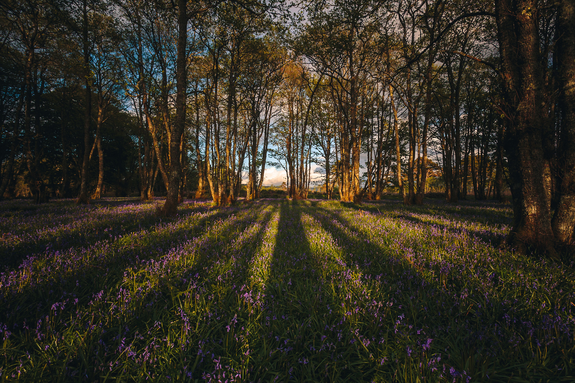 Background image - Bluebell Woods Marc Pickering