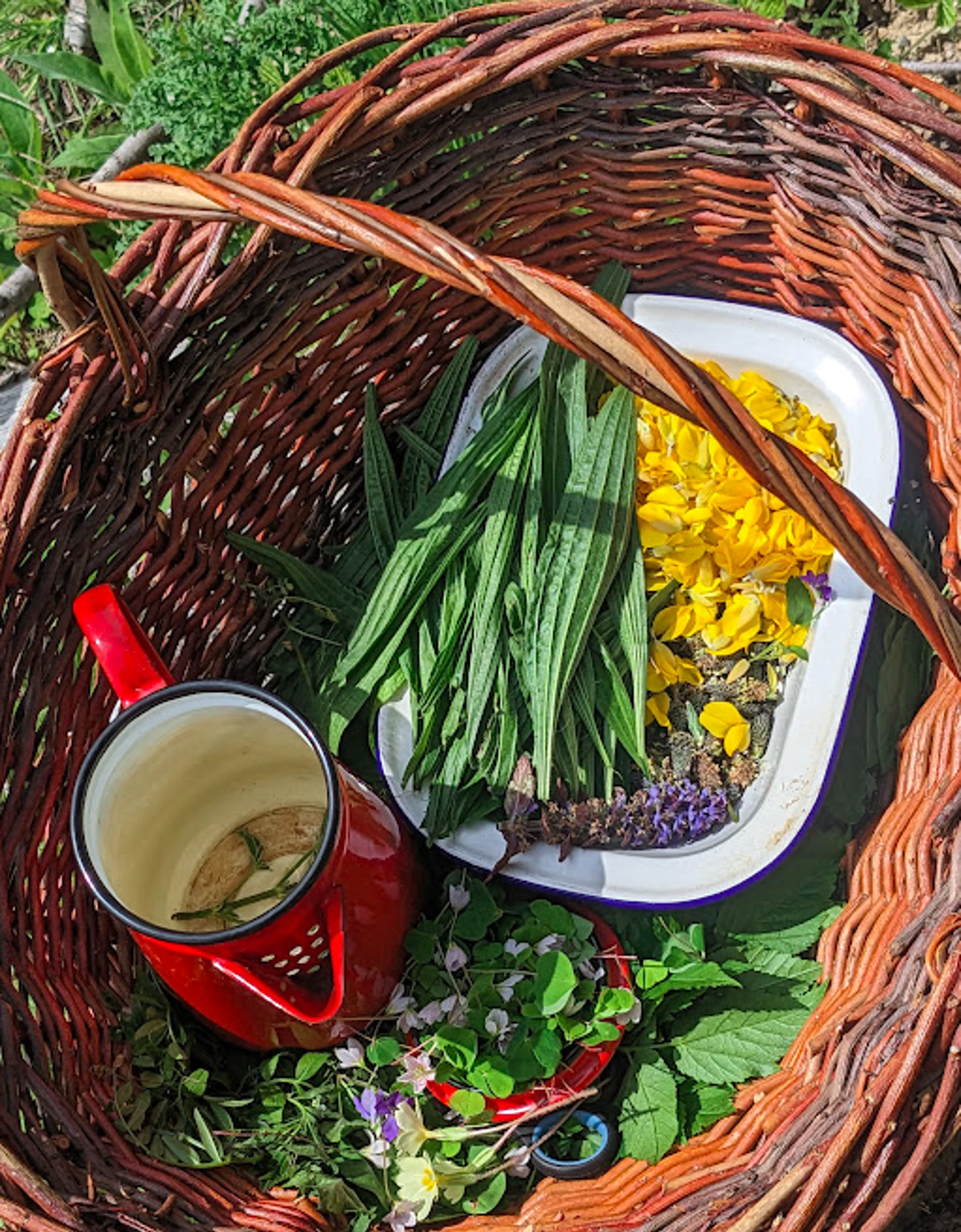 Wild Tea Ingredients