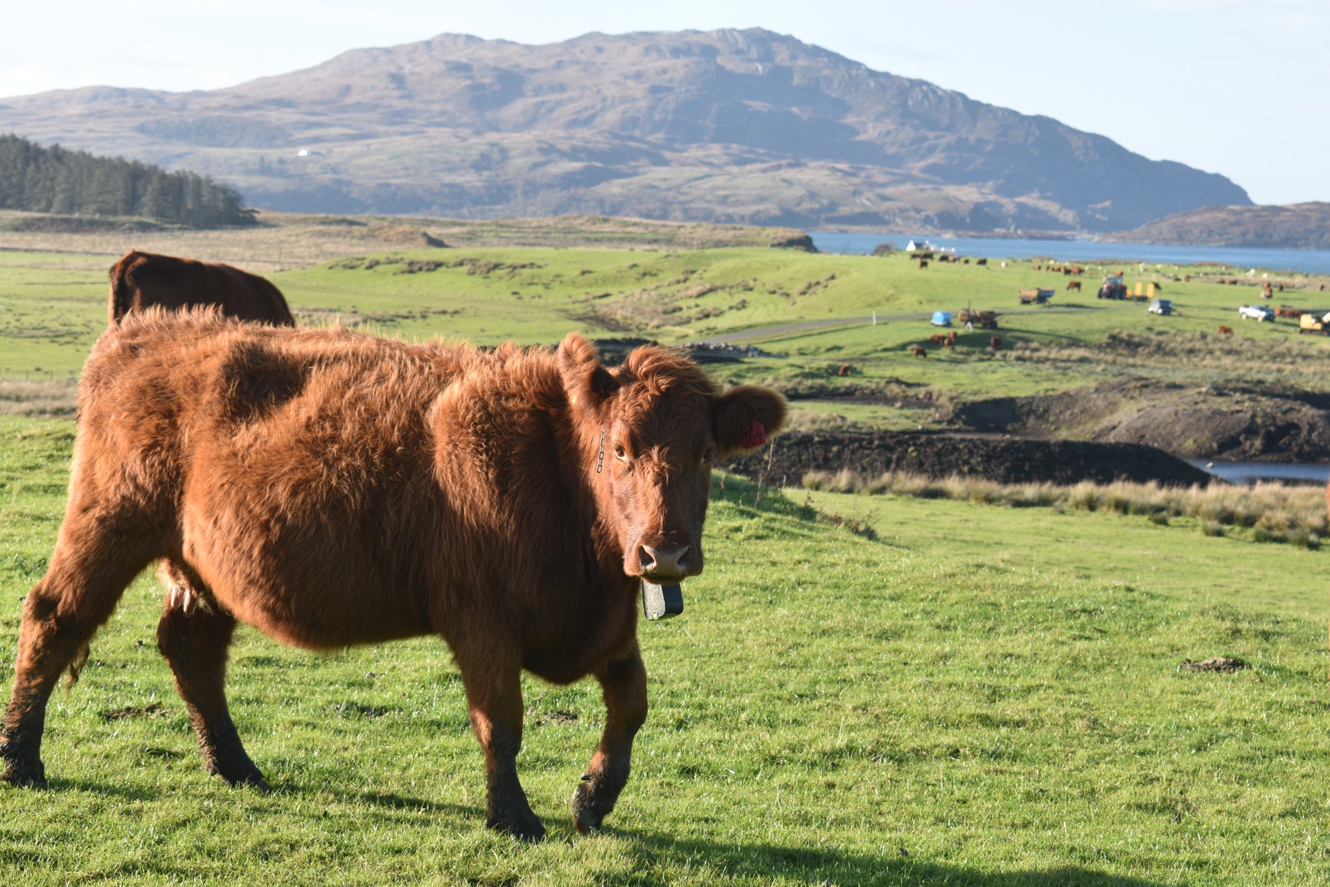 Background image - Luing Luingcow Wildluing