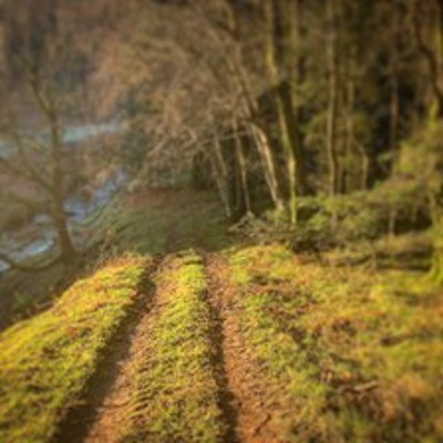 kintyre-forest-bathing-listing-1.jpeg