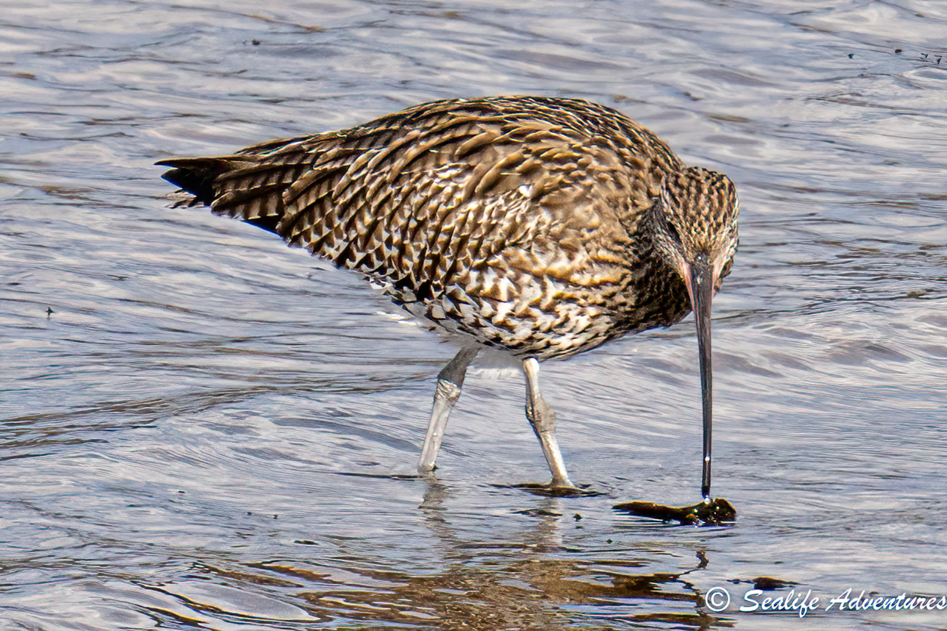 Background image - Jean Ainsley Curlew