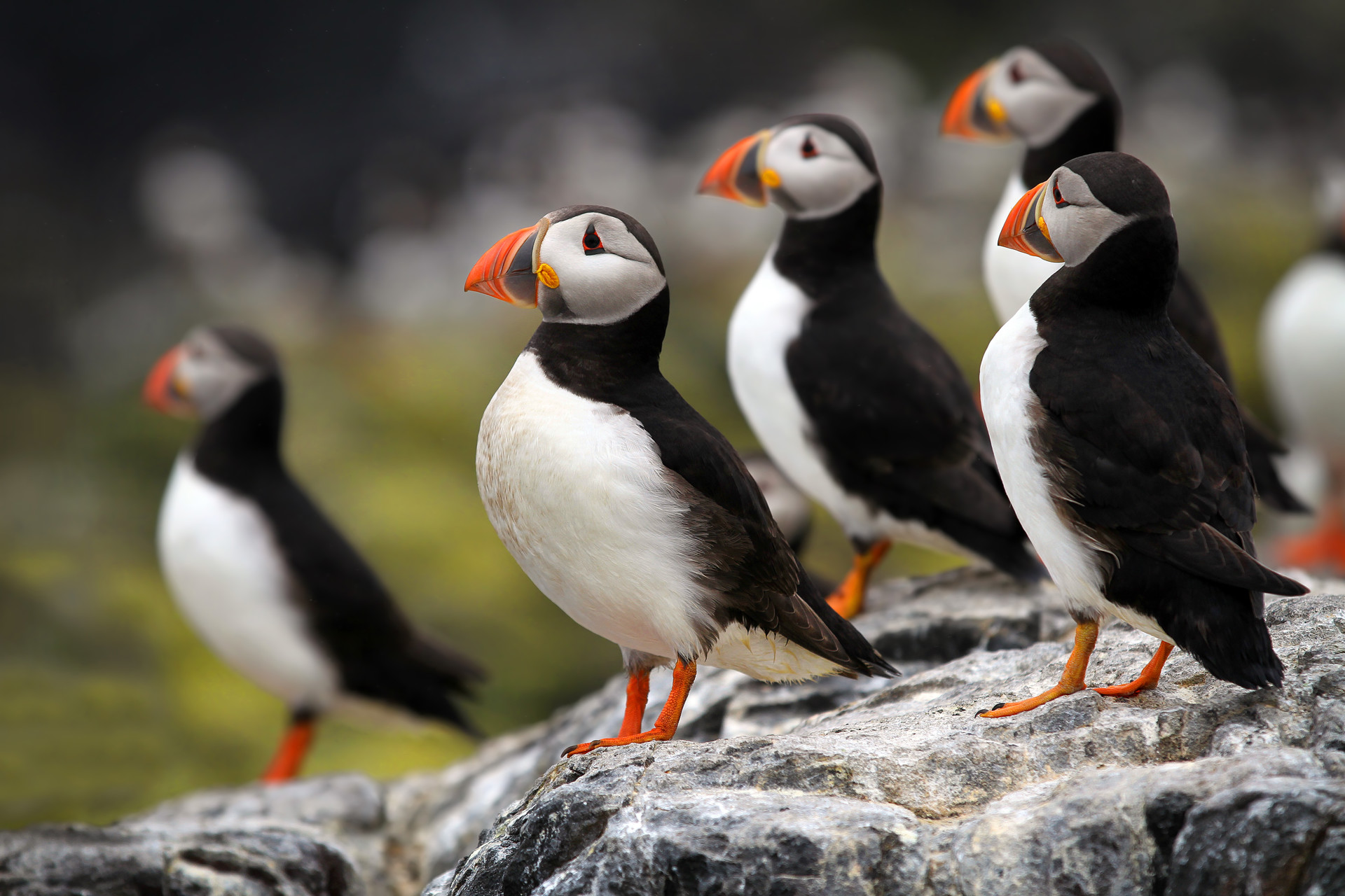 Background image - Puffins