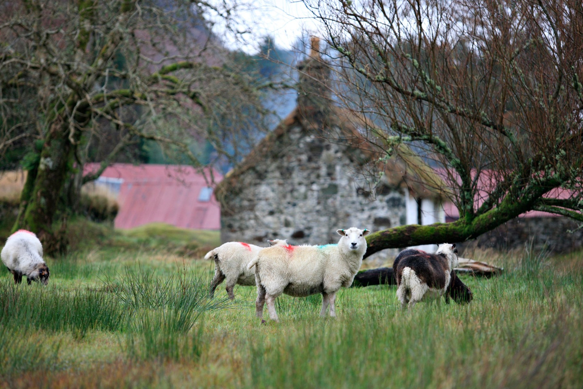 Background image - AUCHINDRAIN Sheep