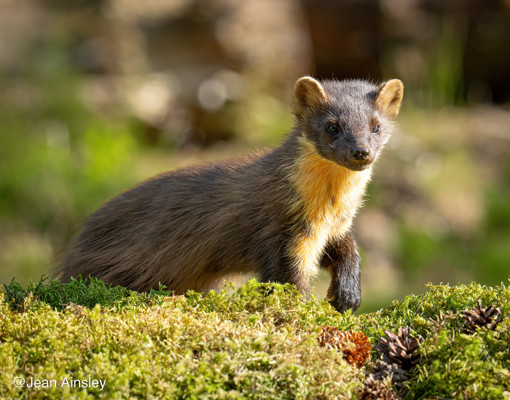 Jean Ainsley Pine Marten