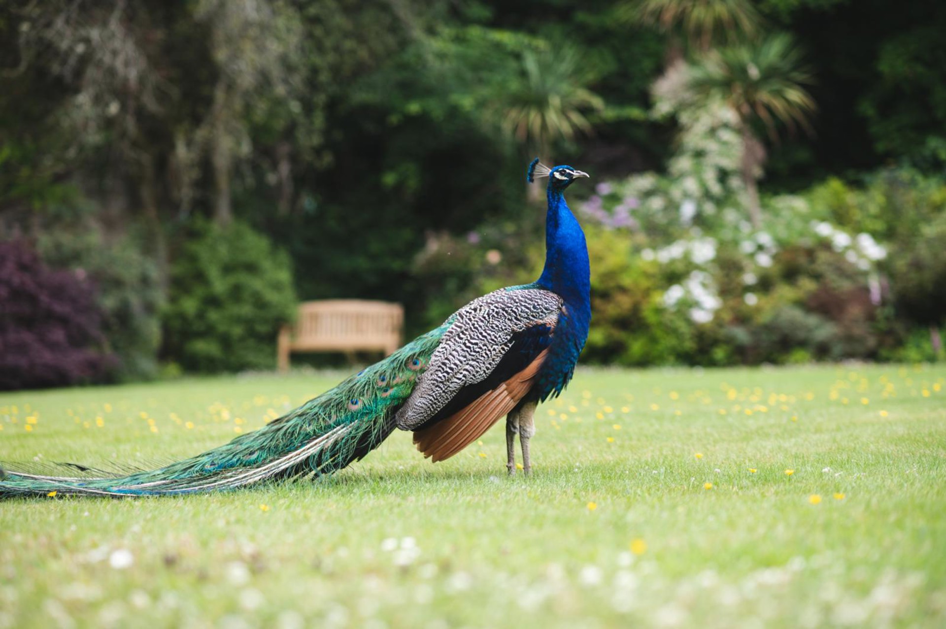 Background image - Achamore Gardens