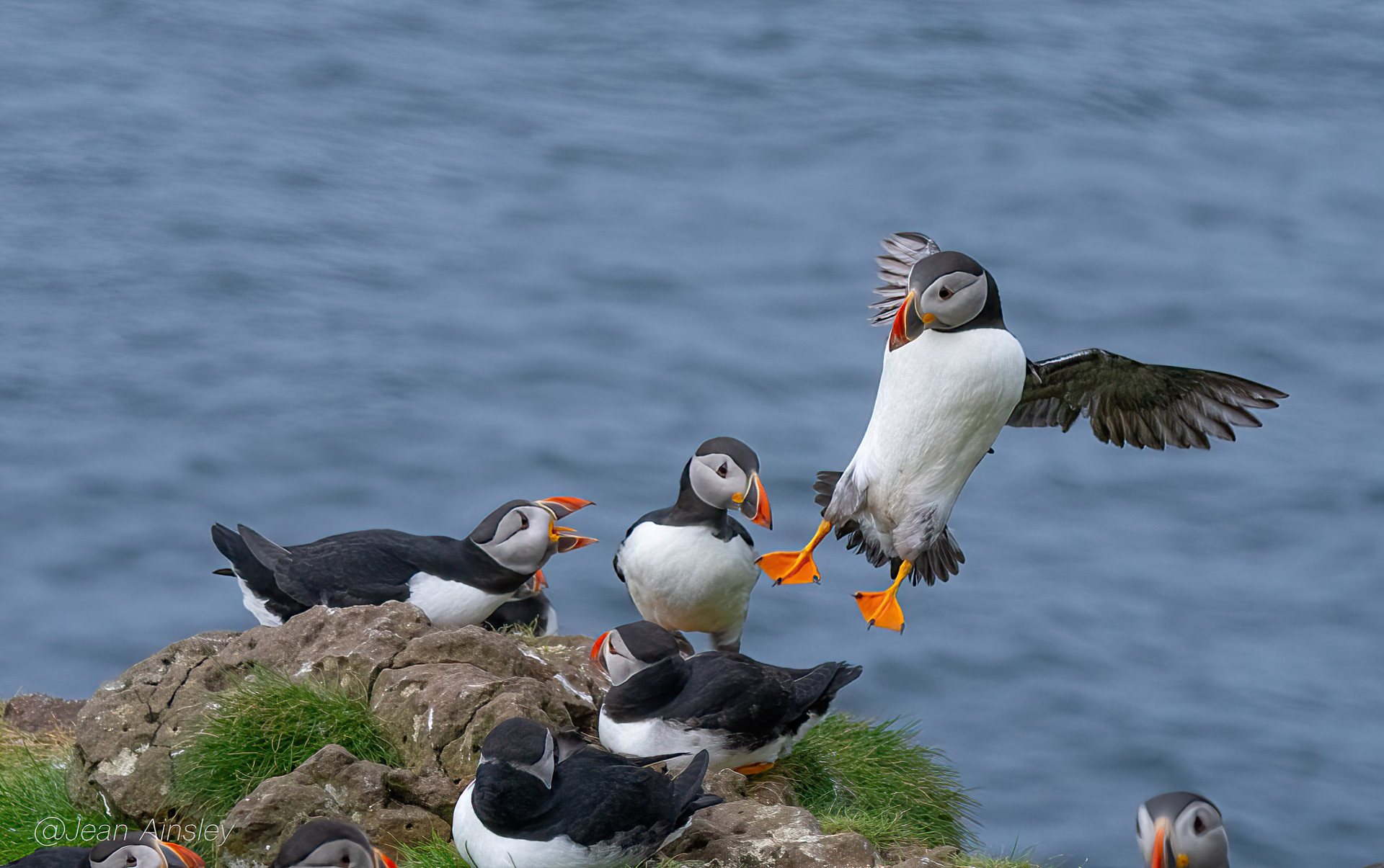 Background image - Flying Puffin 2