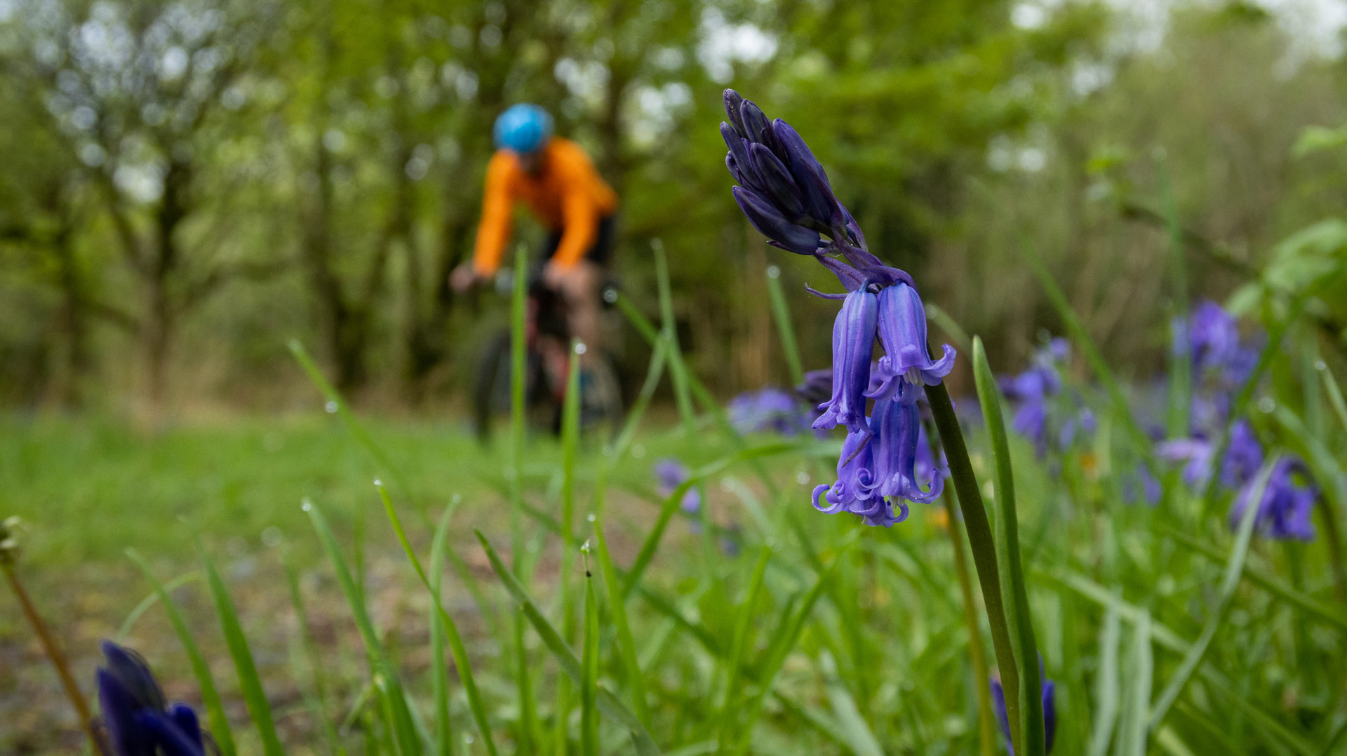 Background image - IMG 7334_cyclist and flowers