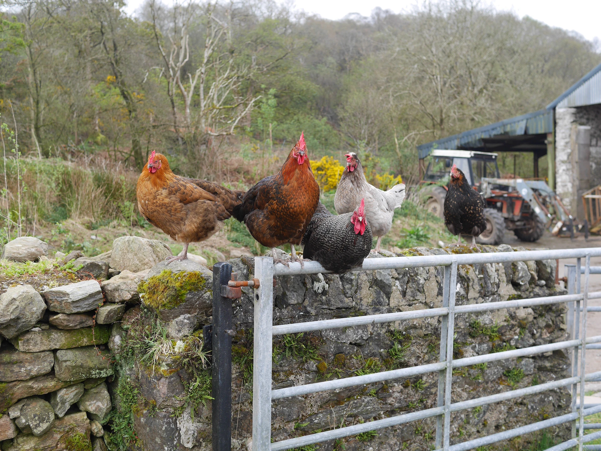 Chickens Farm Scene